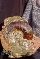 2752_p_ammoniti collezione47.JPG