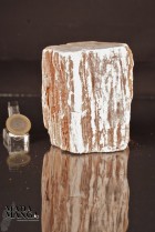 2774_p_tronchi legno fossile13.JPG