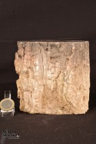 2831_p_tronchetti legno fossile08.JPG