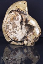 3019_p_ammonite septaria02.JPG