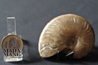 3071_p_ammoniti19.JPG