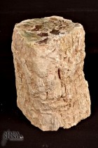 3416_p_legno_fossile22.jpg