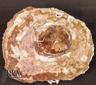 4317_p_fossili091.jpg