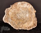4730_p_legno_fossile47.jpg