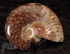 4775_p_vendita_fossili50.jpg