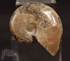 5147_p_vendita_fossili06.jpg