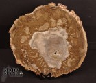 5212_p_legno_fossile25.jpg