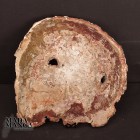 5222_p_legno_fossile80.jpg