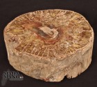 6377_p_legno_fossile124.jpg