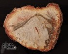 6671_p_legno_fossile082.jpg