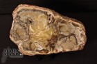 6680_p_legno_fossile057.jpg