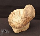 6708_p_ammoniti_fossili63.jpg