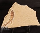 Pesce Fossile Dastilbe Elogantus