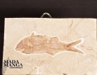 Pesce Fossile Sedenhorstia