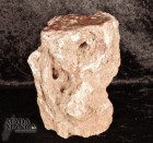 Radice di Legno Fossile cm.9,5x1\3,5