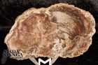 Fetta di Legno Fossile cm.12,2x7,1