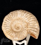 Ammonite Perisphinctes cm.4,8