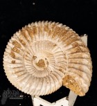 Ammonite Perisphinctes cm.4,5
