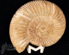 Ammonite Perisphinctes cm.7,4