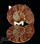 Ammonite tagliata cm.5,5