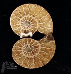 Ammonite tagliata cm.6,5