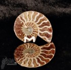 Ammonite tagliata cm.6,8