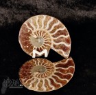 7289_p_vendita_fossili08.jpg