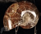 Ammonite intera lucidata cm.8,5