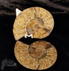 Ammonite tagliata cm.10