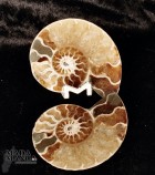Ammonite tagliata cm.6,1