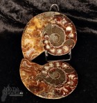 Ammonite tagliata cm.11