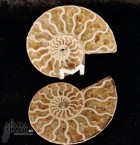 Ammonite tagliata cm.6