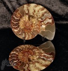 Ammonite tagliata cm.15,2