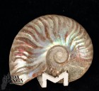 Ammonite intera lucidata cm.5,9