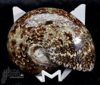 Ammonite intera lucidata cm.8,3