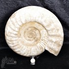 Grande Ammonite intera cm.31