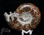 Ammonite intera lucidata integra cm.6,9