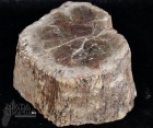Tronchetto in legno fossile cm.5H