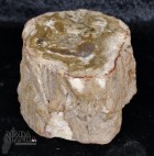 Tronchetto in legno fossile cm.5,5H