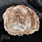 Fetta Legno Fossile cm.22x18,5
