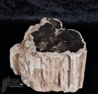 Tronchetto in legno fossile cm.5,4H