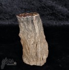 Tronchetto in legno fossile cm.10,3H