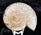 Ammonite Perisphinctes cm.7