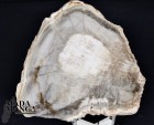 Fetta Legno Fossile cm.6x5,8