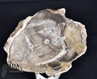 Fetta Legno Fossile cm.8,3x6,6