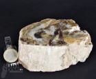 Tronchetto in legno fossile cm.6H