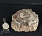 Tronchetto in legno fossile cm.5,3H