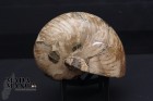 8306_p_nautilus_fossili15.jpg