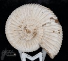 Ammonite Perisphinctes cm.4,9