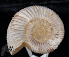 Ammonite Perisphinctes cm.7,2